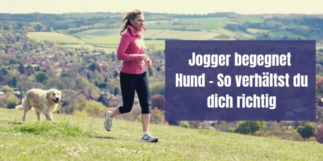 Hunde und Jogger - Die Begegnung ist nicht immer unproblemantisch. In diesem Artikel findest du die 5 besten Tipps für Jogger und Hundebesitzer.